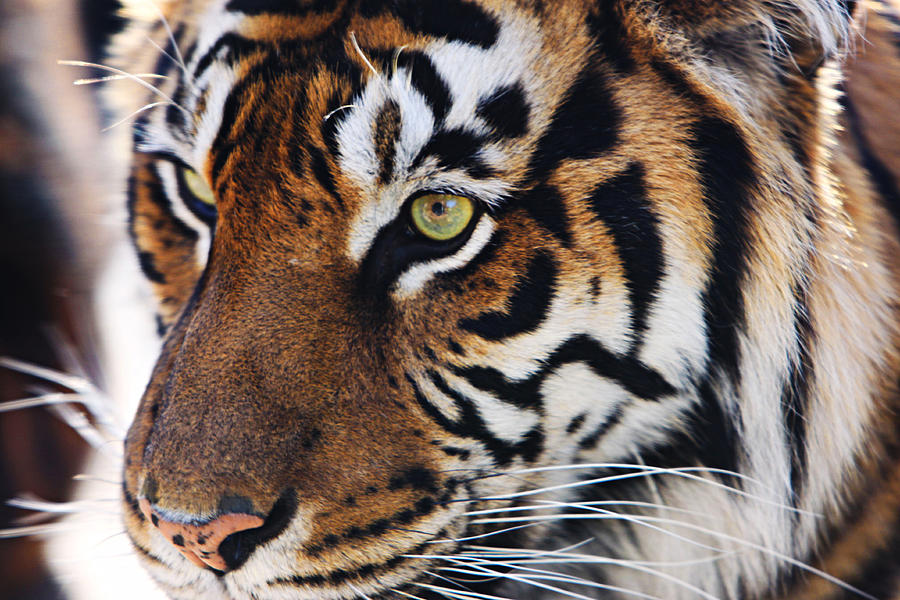 Tigress Three Photograph by Kandy Hurley