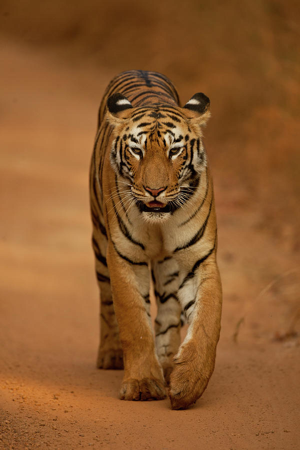 Tigress Walking On Forest Track Photograph by Ab Apana