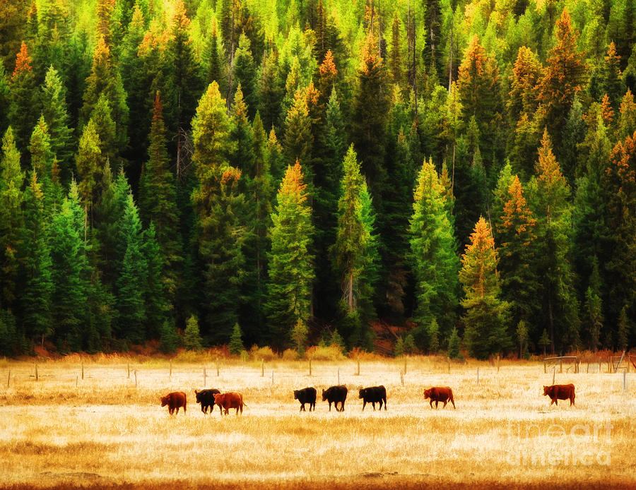 Til The Cows Come Home Photograph by Clare VanderVeen