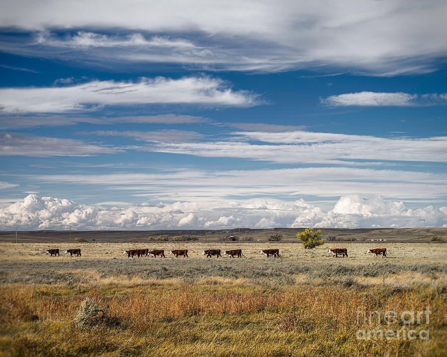 Til the Cows Come Home Photograph by Royce Howland