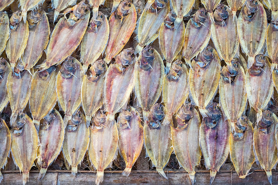 Fish Photograph - Tilapia Drying In The Sun by Jason Langley