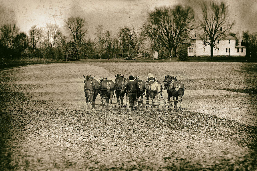 Vintage Photograph - Tilling the Fields by Tom Mc Nemar