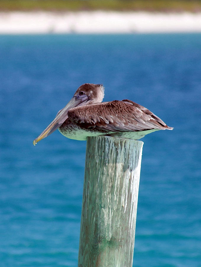 Tilted Pelican Photograph by Mary Haber