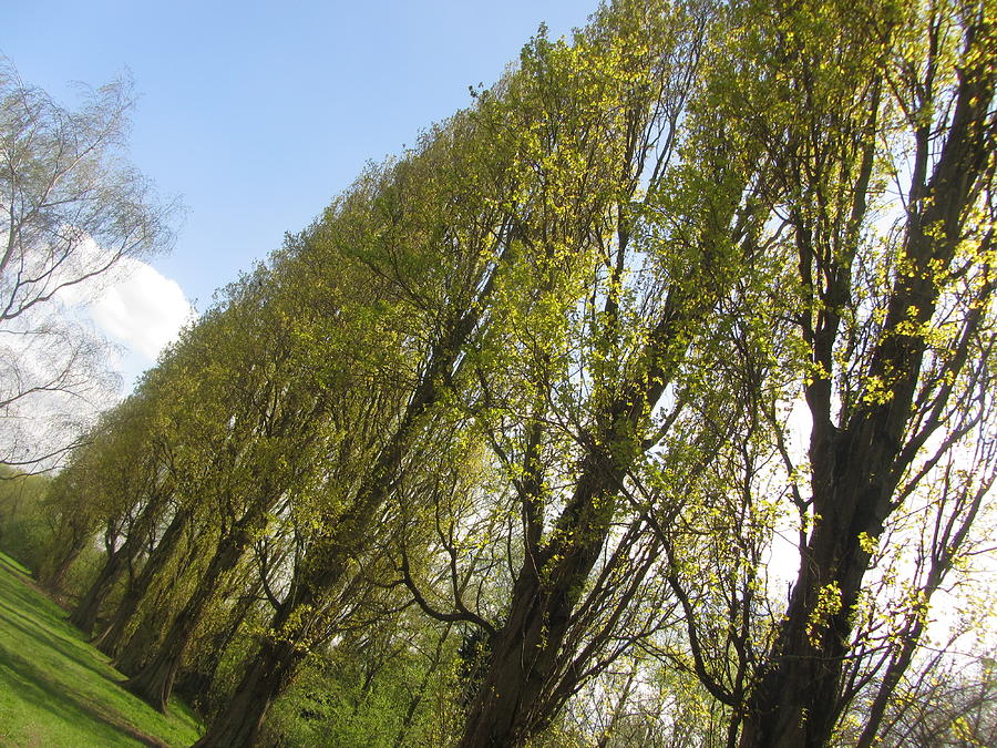 Tilted Trees Photograph By Luke Harrington - Fine Art America