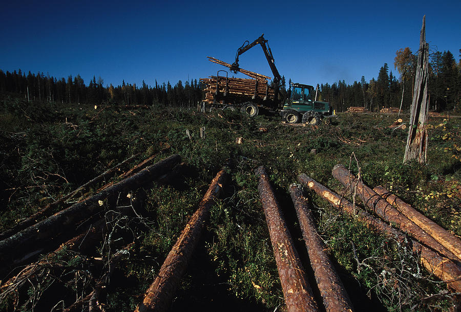 Sweden Timber Harvesting Peter Essick