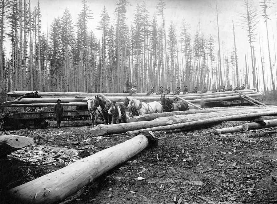 Timber Logging Photograph by Library Of Congress/science Photo Library