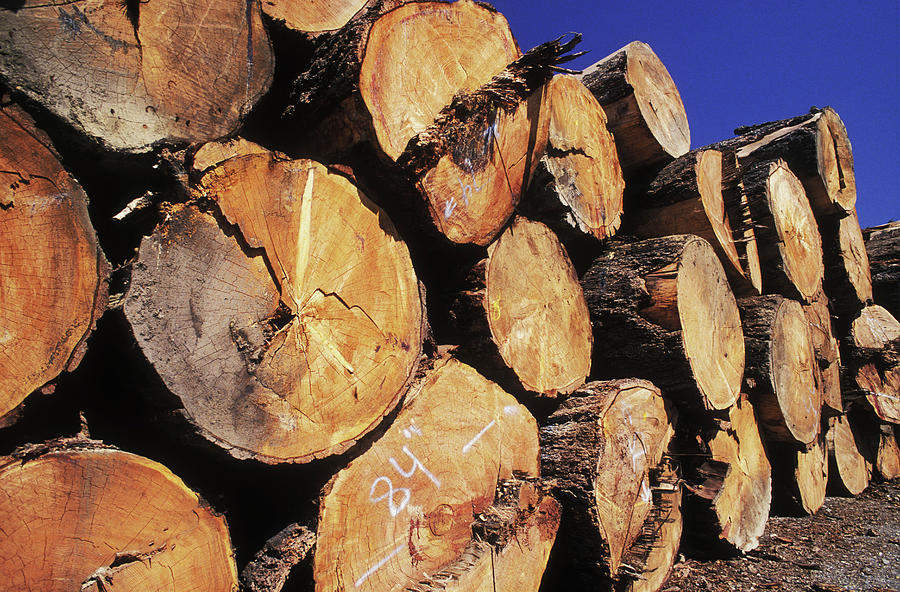 Timber Pile Photograph by Kaj R. Svensson/science Photo Library