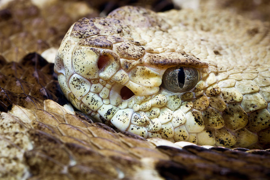 Timber Rattlesnake Crotalus Horridus Photograph by David Kenny