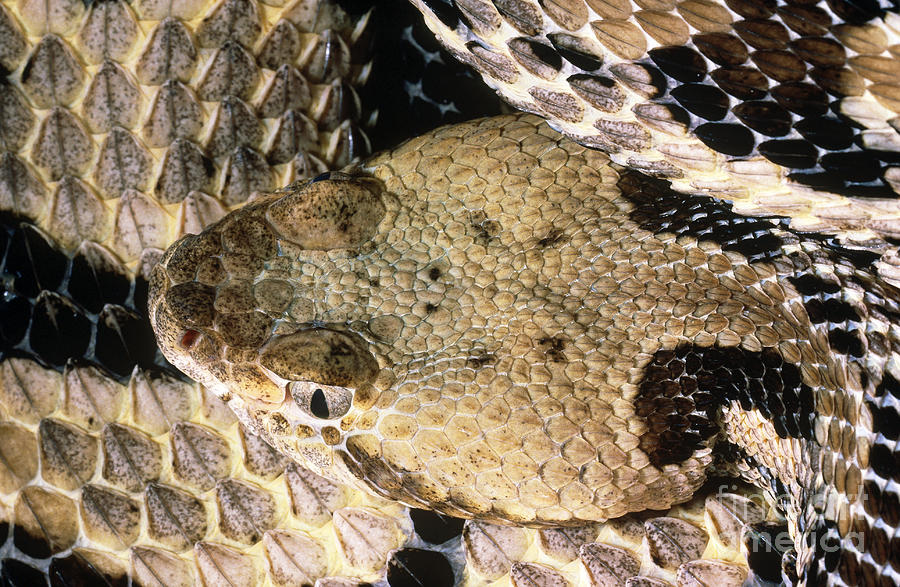 Snake Photograph - Timber Rattlesnake by Jim Zipp