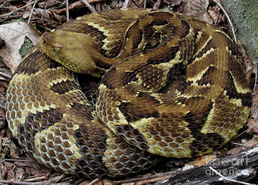 Timber Rattlesnake Photograph by Joshua Bales - Fine Art America