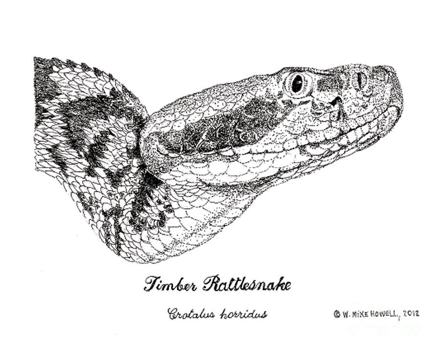 rattlesnake pattern drawing