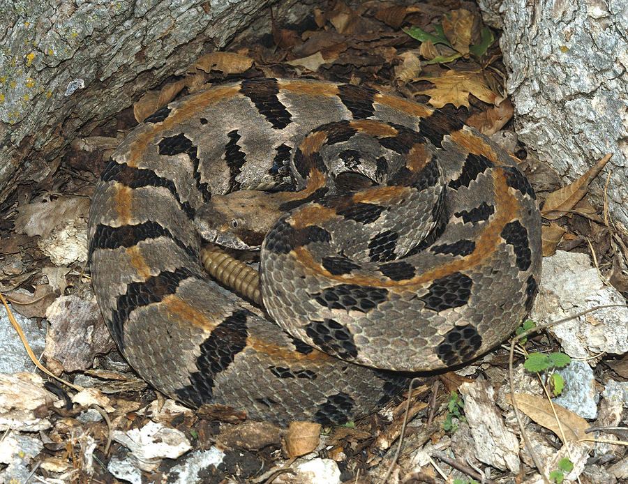 Timber Rattlesnake Photograph by Suzanne L. Collins