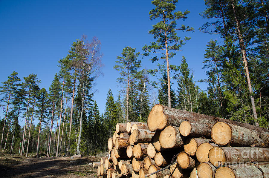 Tree Photograph - Timber stack of whitewood by Kennerth and Birgitta Kullman