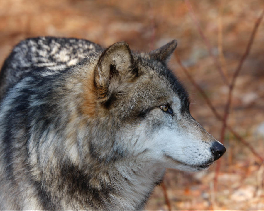 Wolves Photograph - Timber Wolf 1 by Patsy Zedar