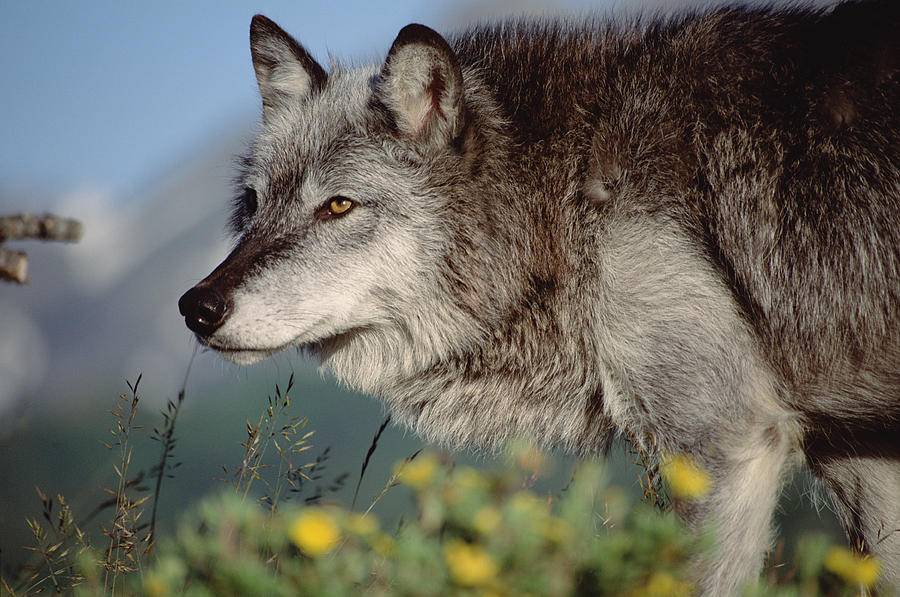 Timber Wolf Adult Portrait North America Photograph by Tim Fitzharris