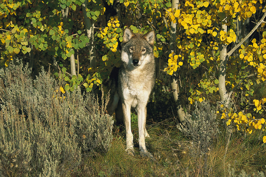 Timber Wolf Among Aspens Idaho Photograph by Tom Vezo