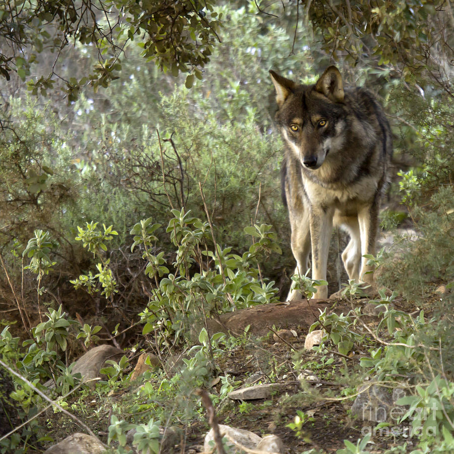 Timber Wolf Photograph by Ang El