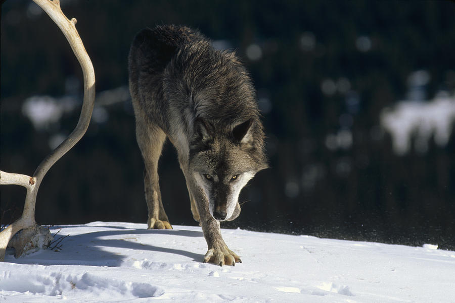 Timber Wolf Approaching Photograph by Konrad Wothe