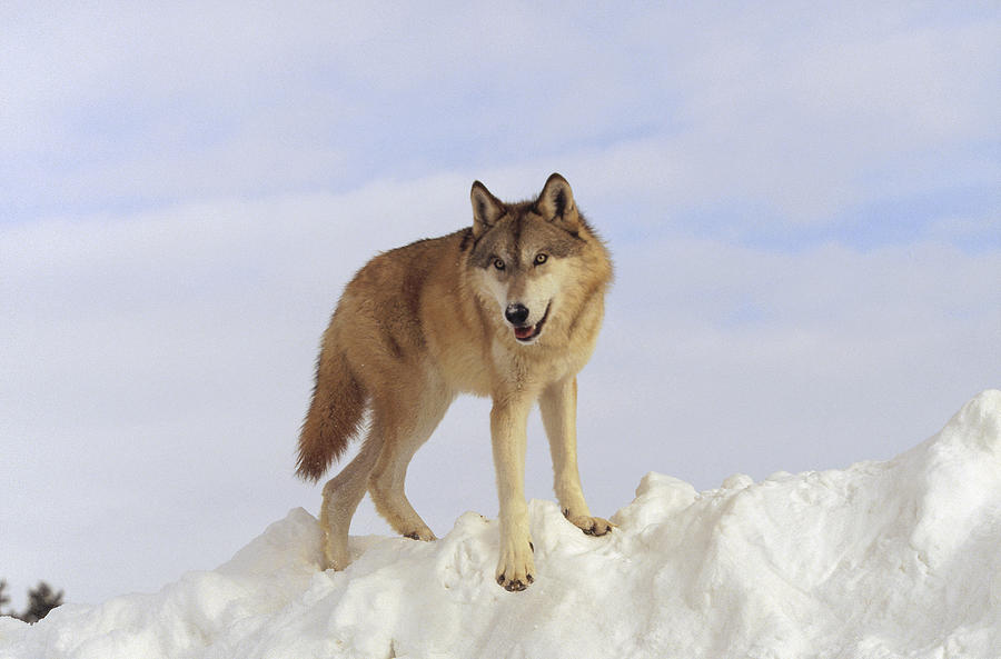 Timber Wolf Atop Snow Bank Montana Photograph by Tim Fitzharris