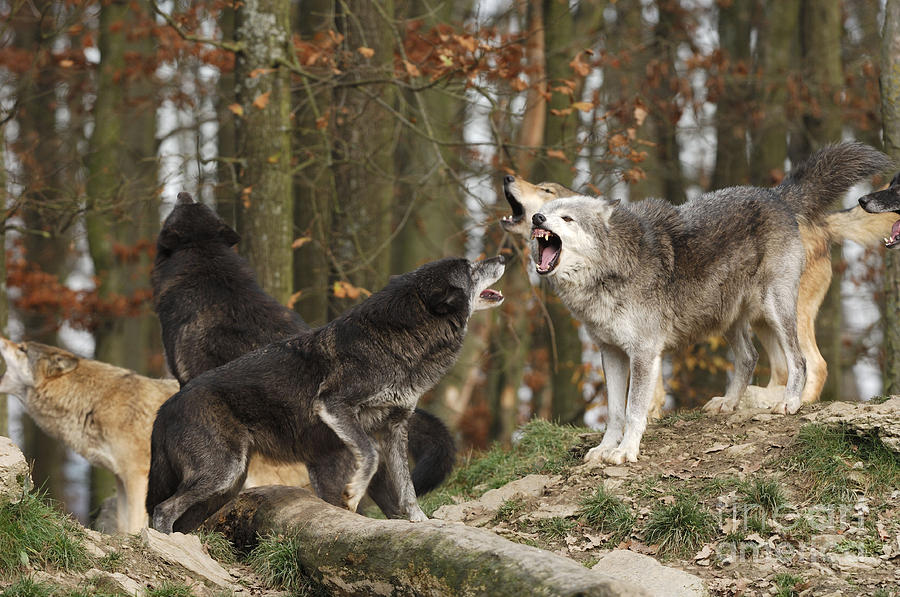 Timber Wolf, Canis Lupus Lycaon Photograph by Stefan Meyers