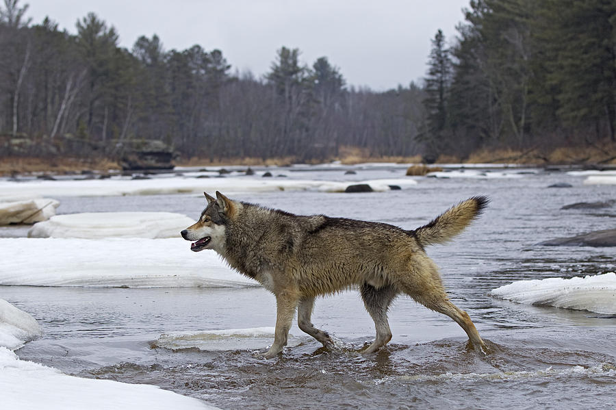 northern timber wolf