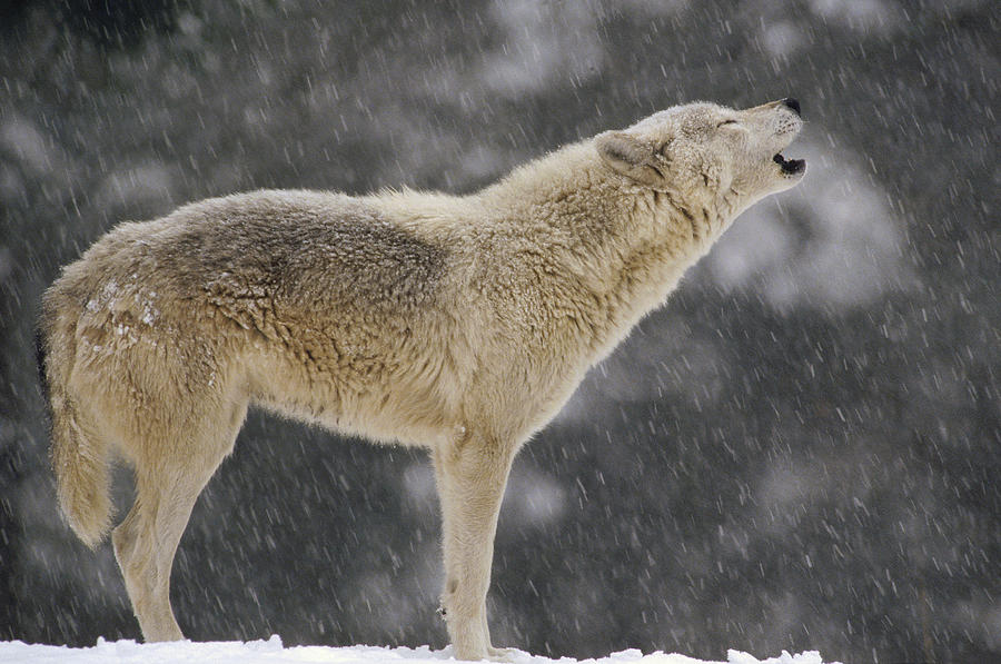 Timber Wolf Female Howling North America Photograph by Gerry Ellis