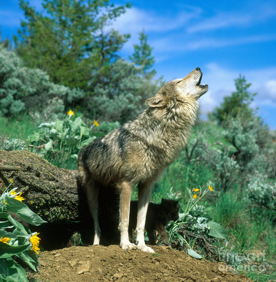 Timber Wolf Photograph by Hans Reinhard