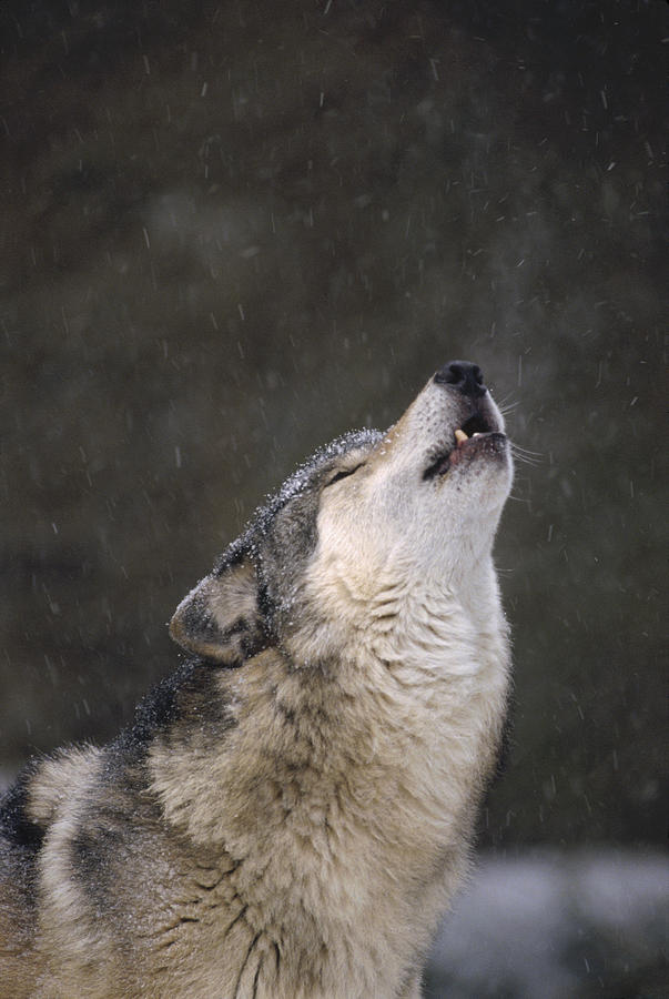 Timber Wolf Howling Close Photograph by Gerry Ellis