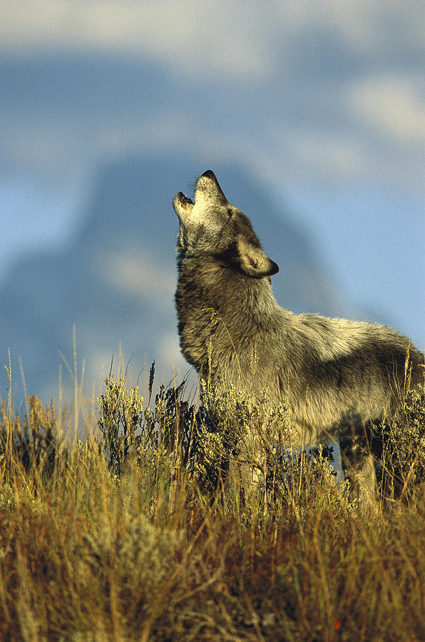 Timber Wolf Howling Idaho Photograph by Tom Vezo