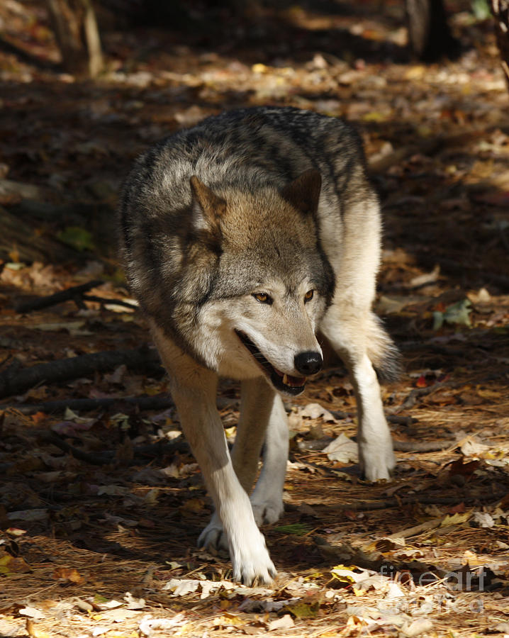 Nature Photograph - Timber Wolf in an Autumn Forest by Inspired Nature Photography Fine Art Photography