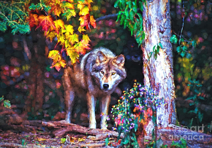 Timber wolf in fall Photograph by Les Palenik