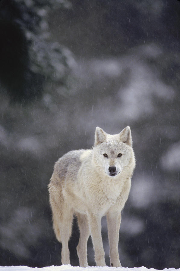 Timber Wolf In Falling Snow Photograph by Gerry Ellis