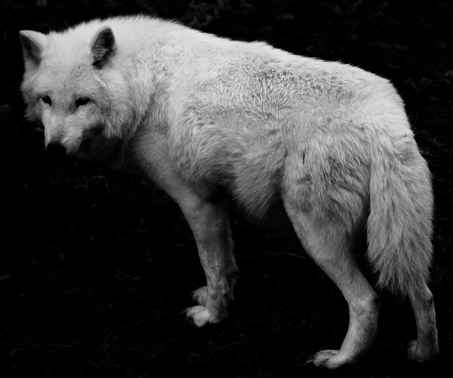 Timber Wolf Photograph by J C