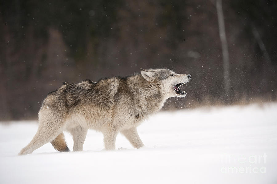 Timber Wolf Photograph by John Shaw