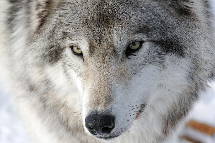 Timber Wolf Photograph by Jonathan Edwards - Pixels
