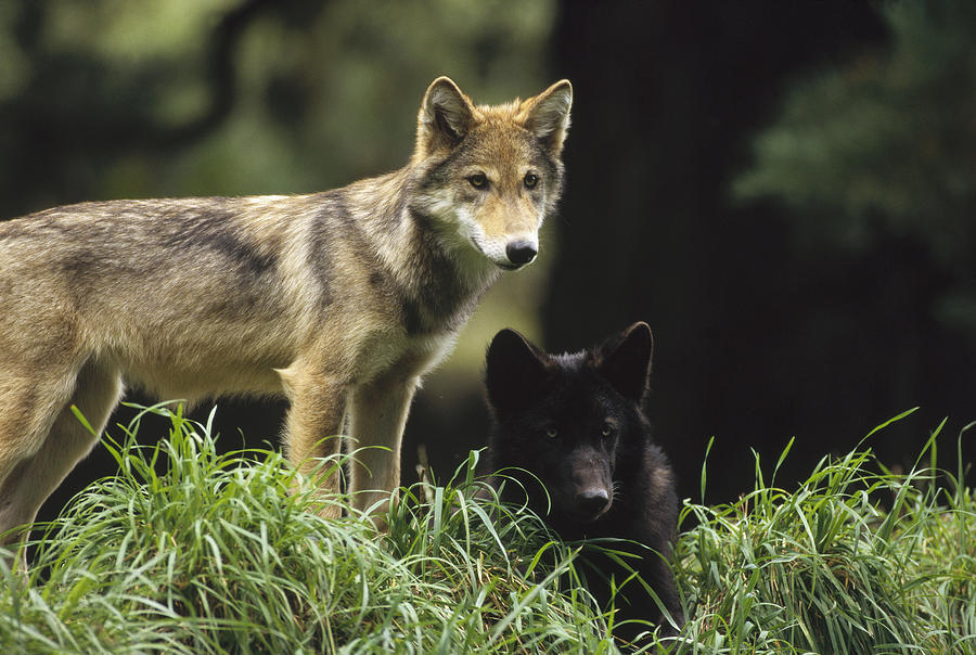 Timber Wolf Juveniles North America Photograph by Gerry Ellis