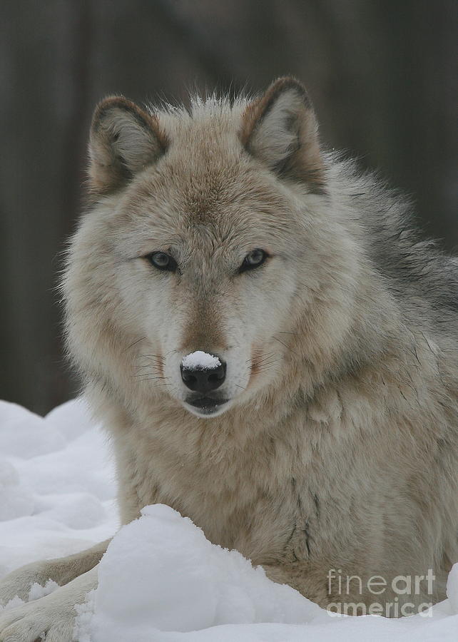 Wolves Photograph - Timber Wolf by Ken Keener