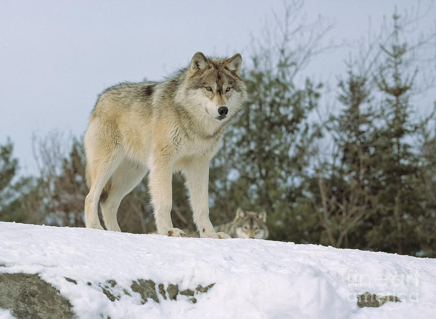 Timber wolf Photograph by Les Palenik