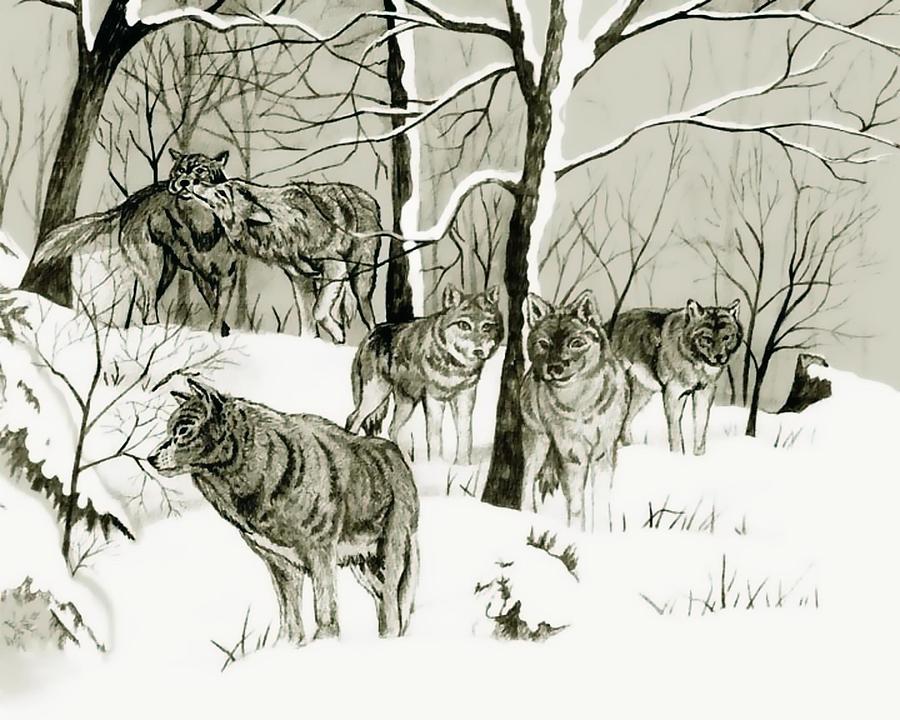Timber Wolf Pack Drawing by Anthony Seeker