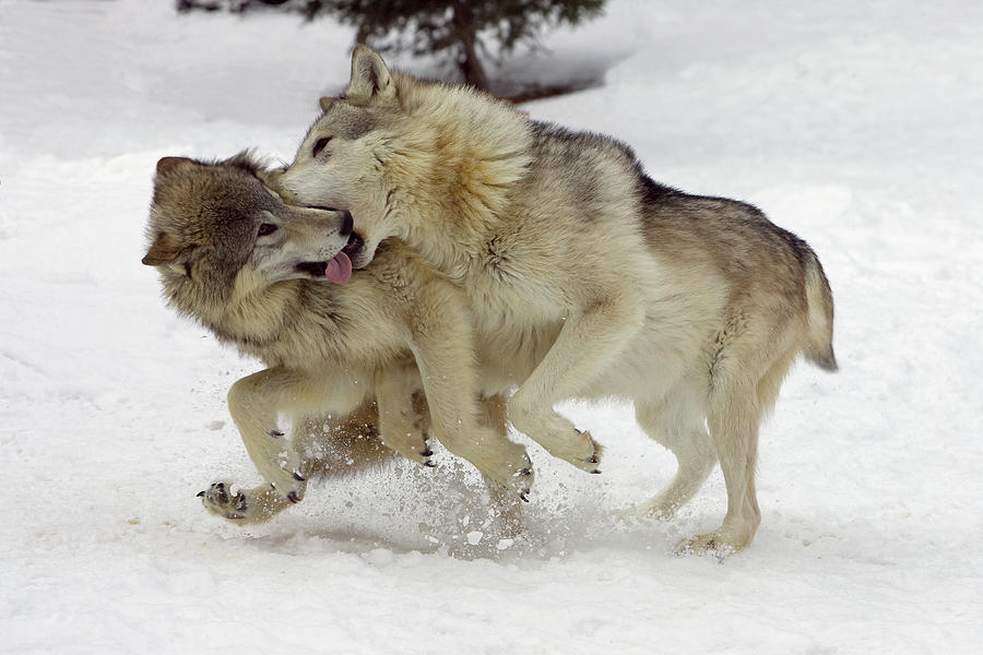 Timber Wolves Photograph by Matthias Breiter