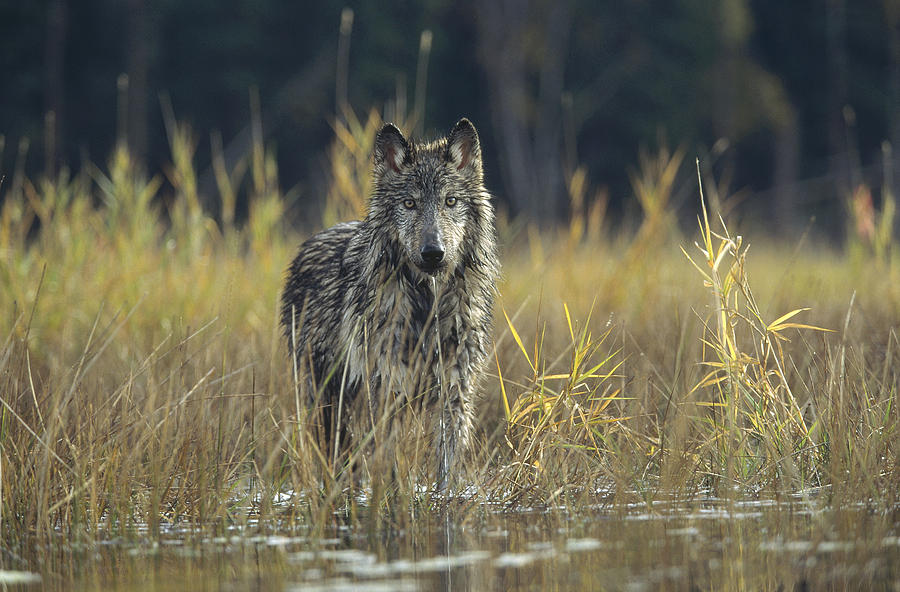 Timber Wolf Pauses Montana Photograph by Tim Fitzharris