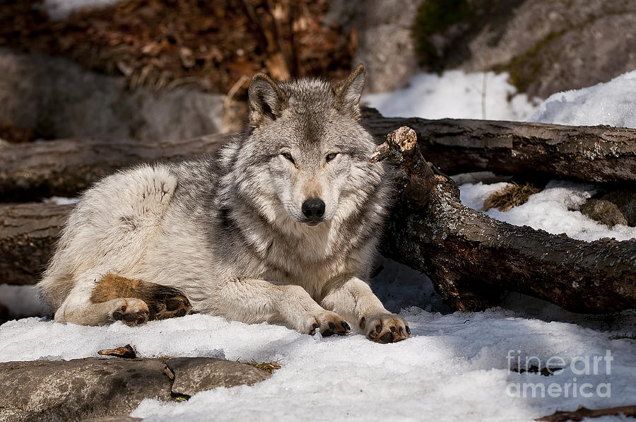 Wolves 25. Timber Wolf.