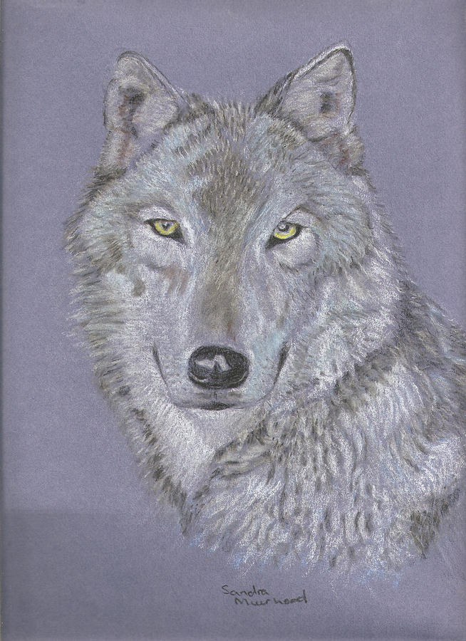 Timber wolf portrait Pastel by Sandra Muirhead