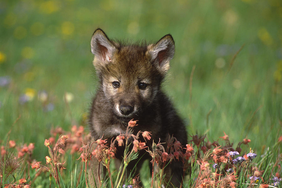 Timber Wolf Pup North America Photograph by Tom Vezo