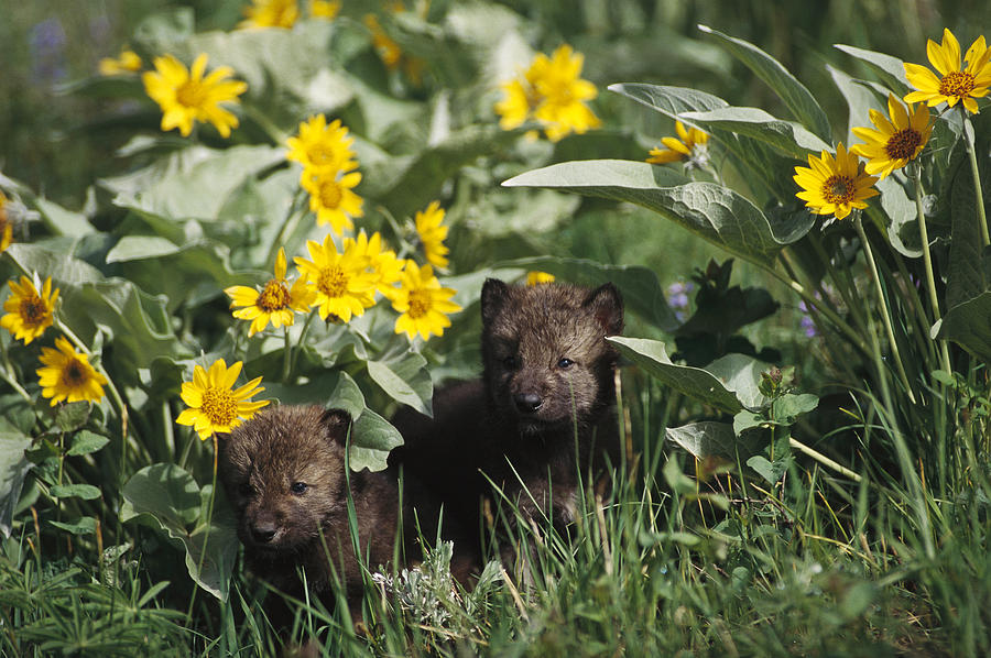 Timber Wolf Pups And Flowers North Photograph by Gerry Ellis