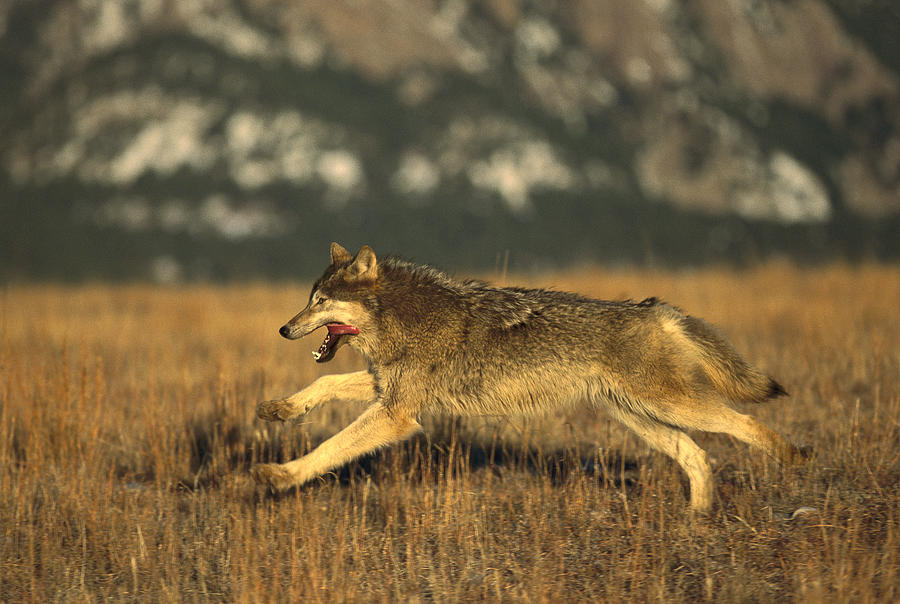 Timber Wolf Running Photograph by Konrad Wothe