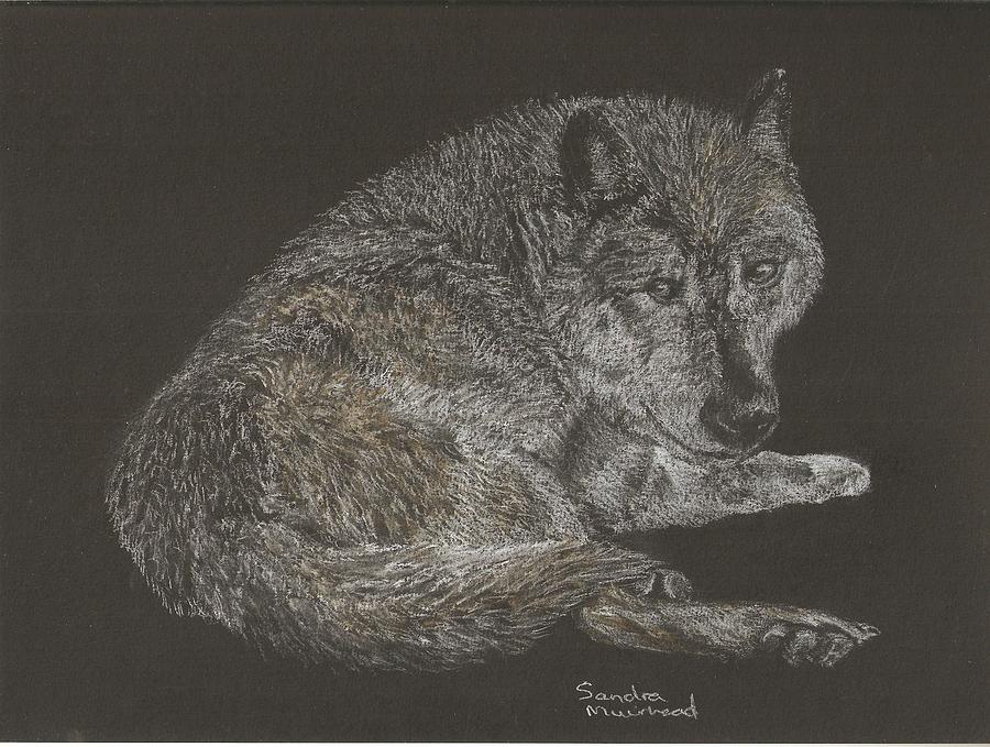 Timber wolf Pastel by Sandra Muirhead