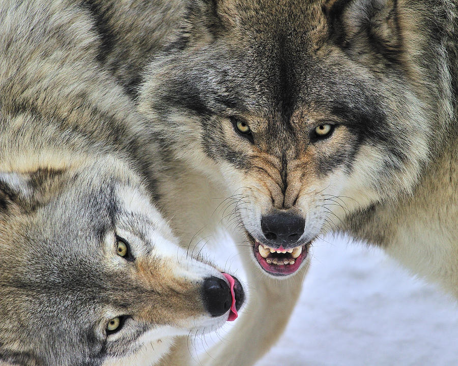Timber Wolves At Play Photograph