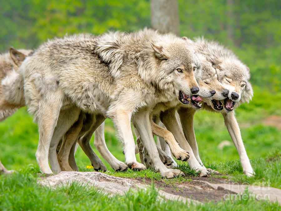 Timber Wolves Photograph by Cheryl Baxter