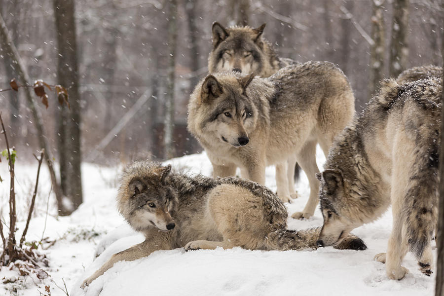 Timber Wolves Photograph by Josef Pittner